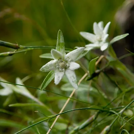 Hotel Macher's Landhotel Sankt Jakob in Defereggen